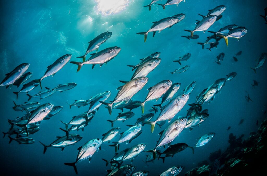 魚の群れ